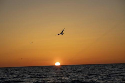 seafishing-france-img-2104139