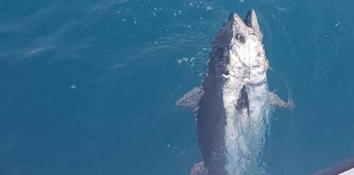 seafishing-france-img-2104150