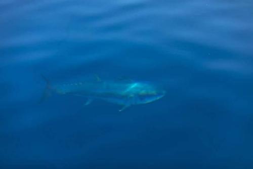 seafishing-france-img-210512